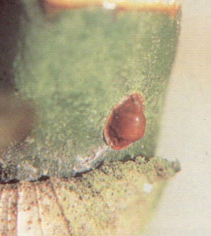 1001Chon1.jpg (40639 bytes)