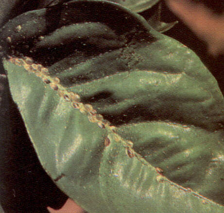 1001Chon2.jpg (42773 bytes)