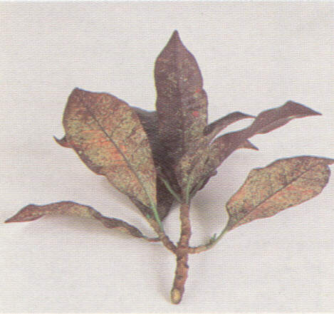 1001acaro.jpg (32373 bytes)