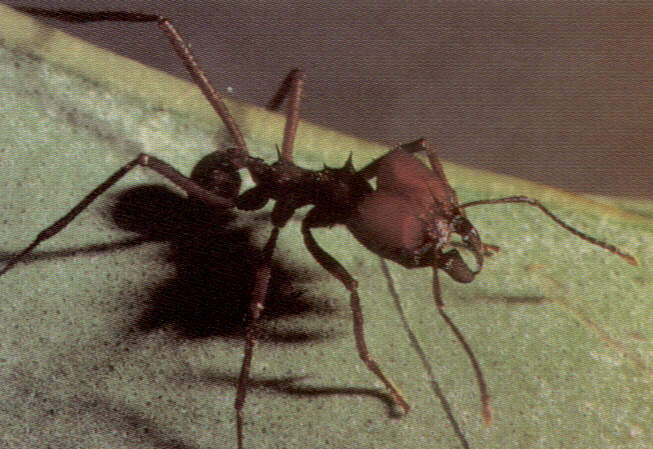 1001form.jpg (58883 bytes)