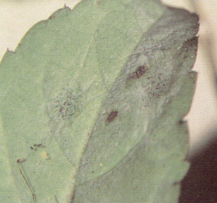 1001fungo.jpg (34469 bytes)