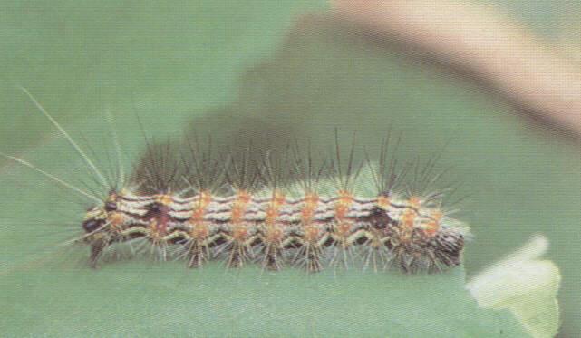 1001laga.jpg (37098 bytes)