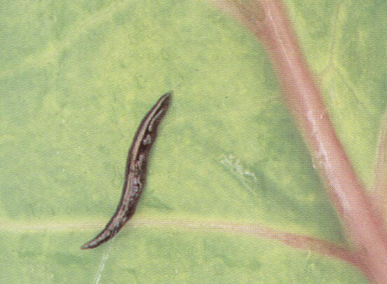 1001lesm.jpg (42982 bytes)