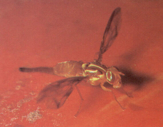 1001mosc.jpg (30677 bytes)