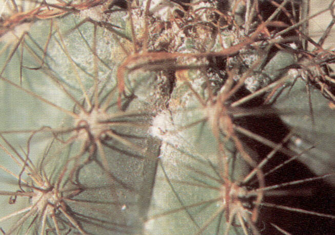 1001pulc.jpg (72258 bytes)