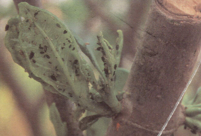 1001pulg.jpg (53185 bytes)